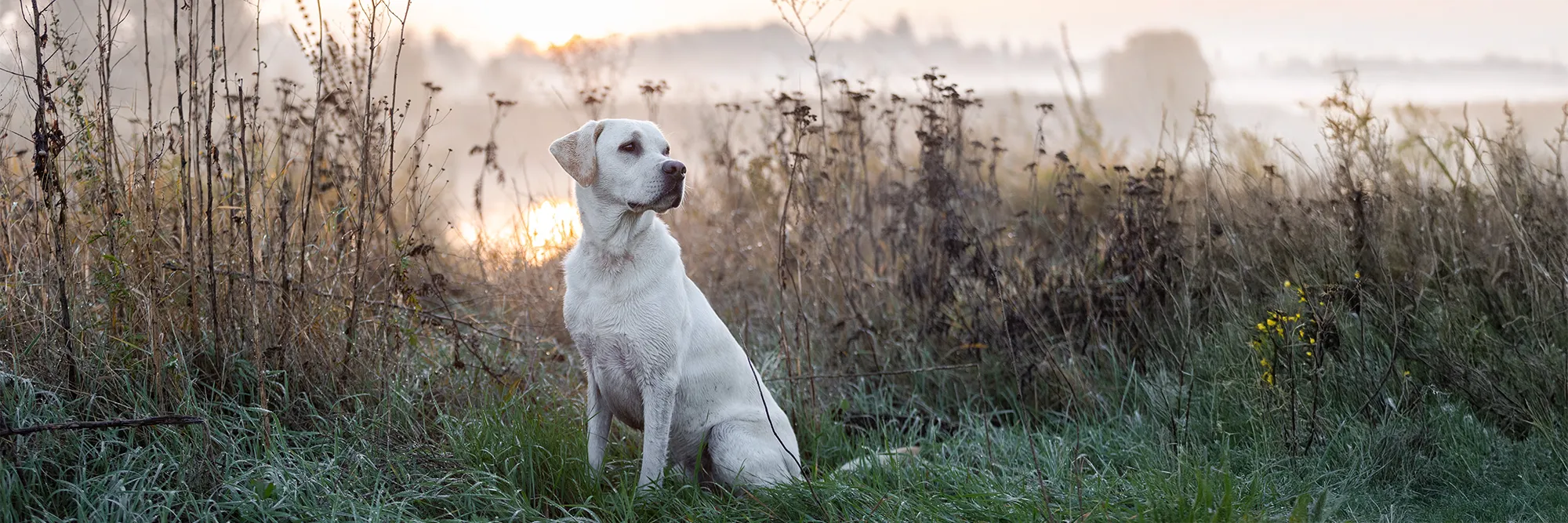 Weißer Labrador sitzt vor einem Teich mit Nebel im Hintergrund