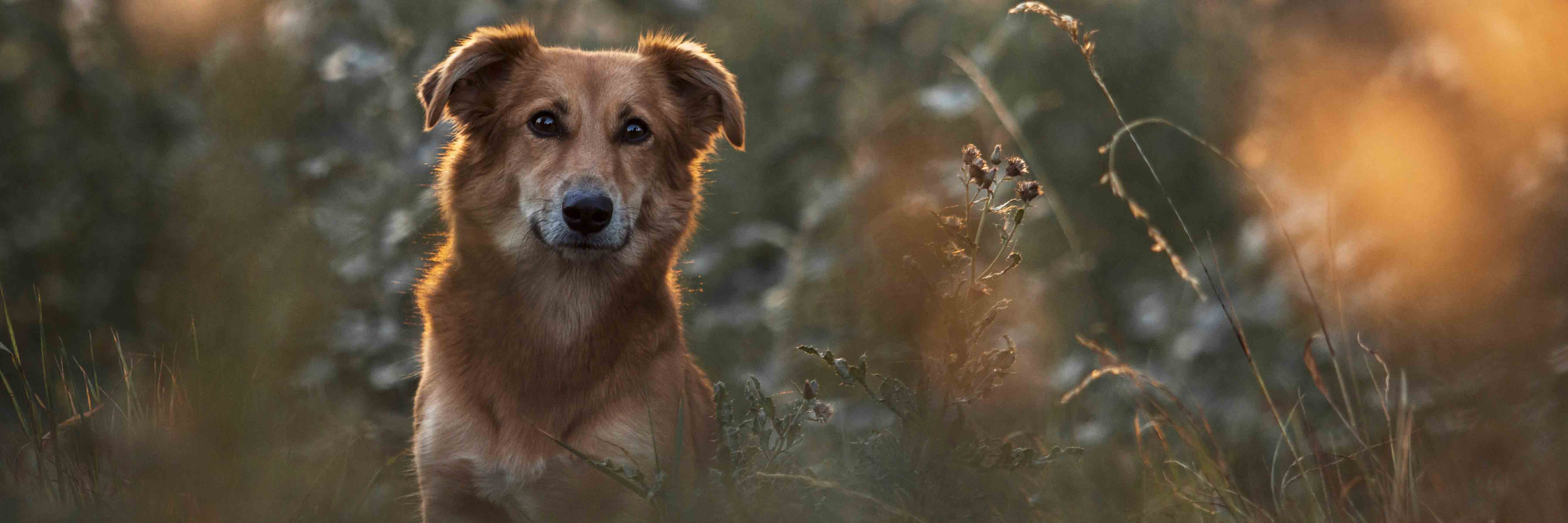 Portrait von Harzer Fuchs (Hund)
