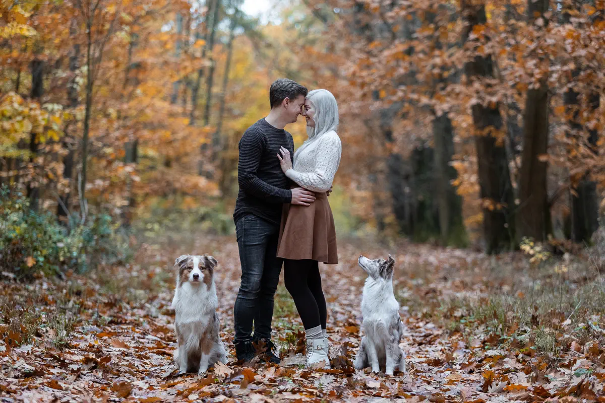 Pärchen mit ihren Australian Shepherds stehen im Herbstlaub im Wald, umarmen sich und halten Stirn an Stirn Kontakt