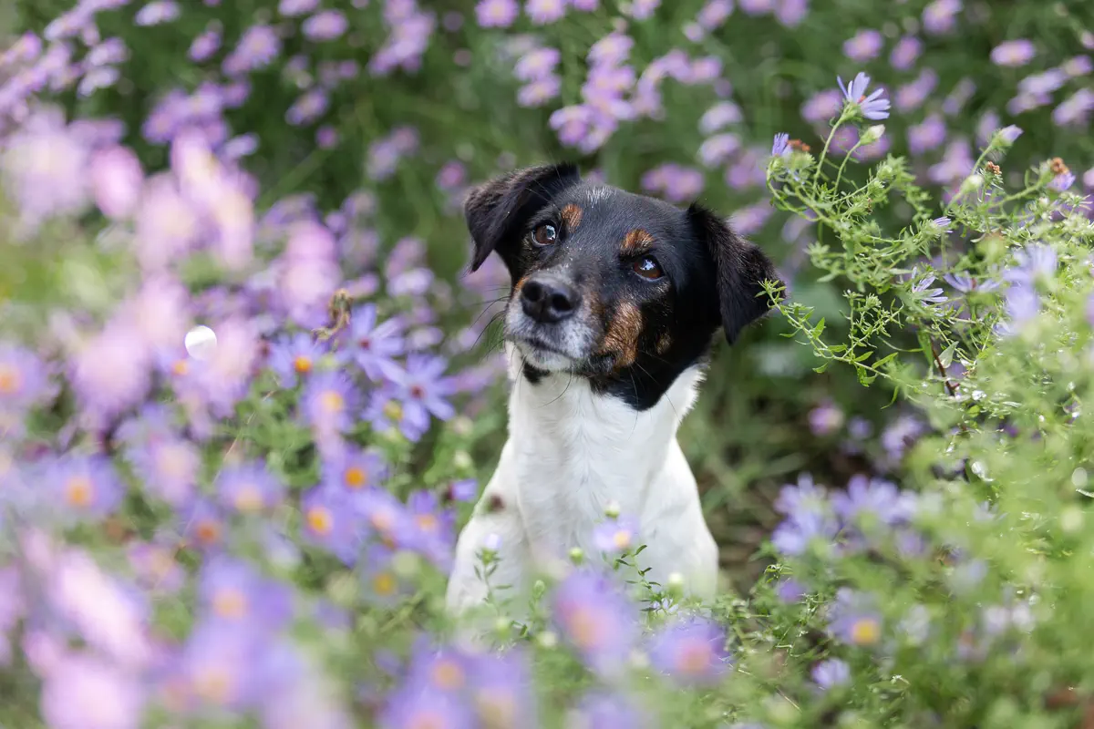 Jack Russell Terrier im Portrait umgeben von vielen lila Blüten