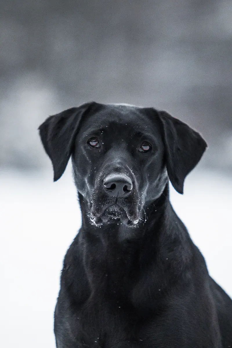 Schwarzer Labrador im Portrait im Schnee