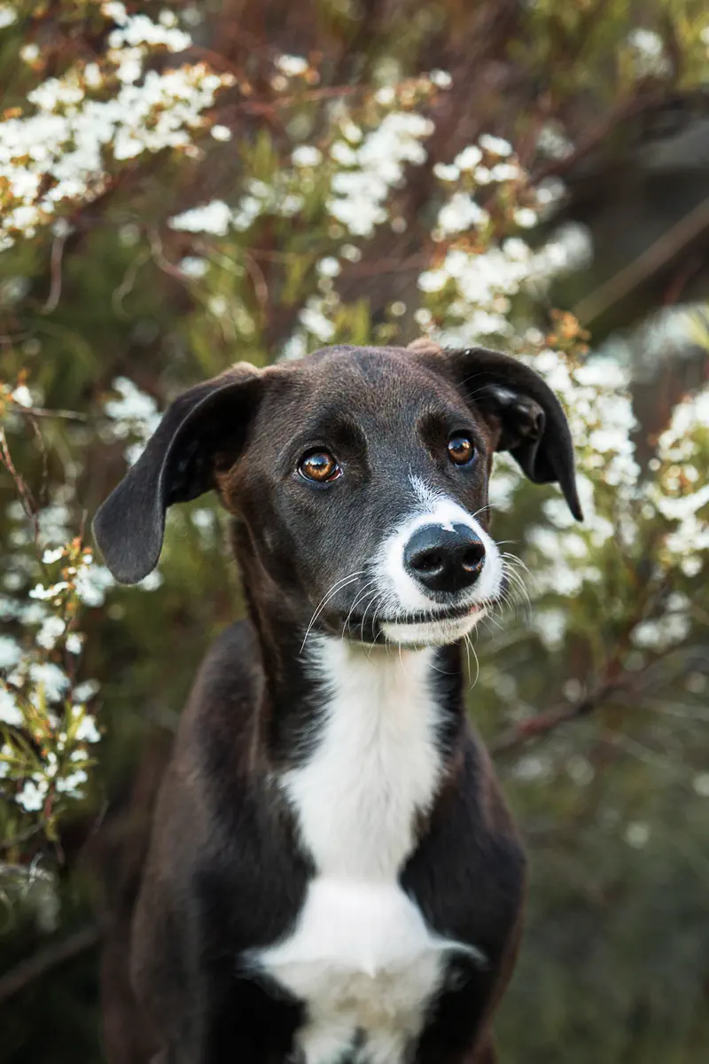 Schwarz-weißer Hund sitzt vor einem weiß blühenden Busch