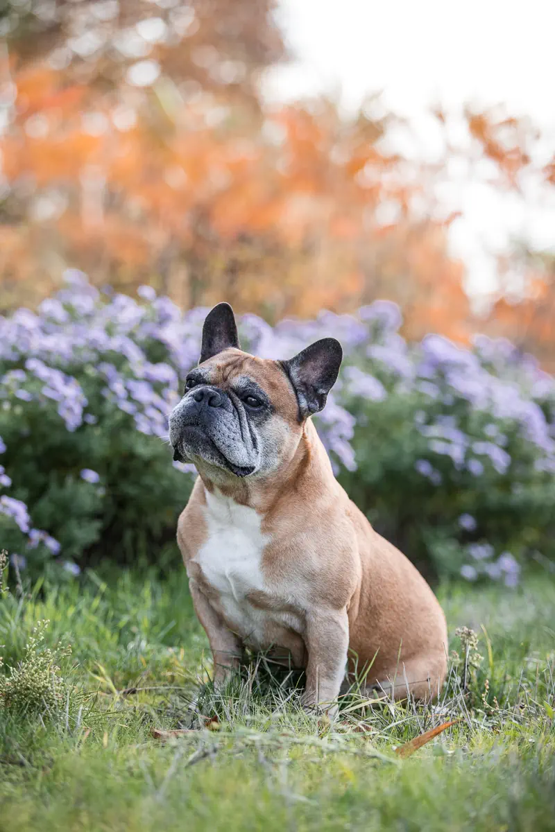 Französische Bulldogge sitzt vor einem lila blühenden Busch