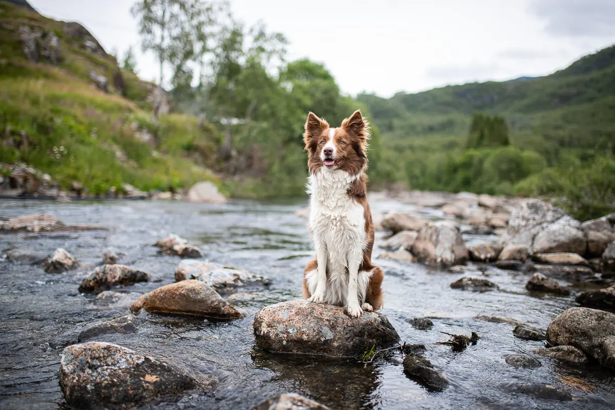 Border Collie sitzt auf einem Stein in einem flachen Fluss mit grünen Bäumen im Hintergrund