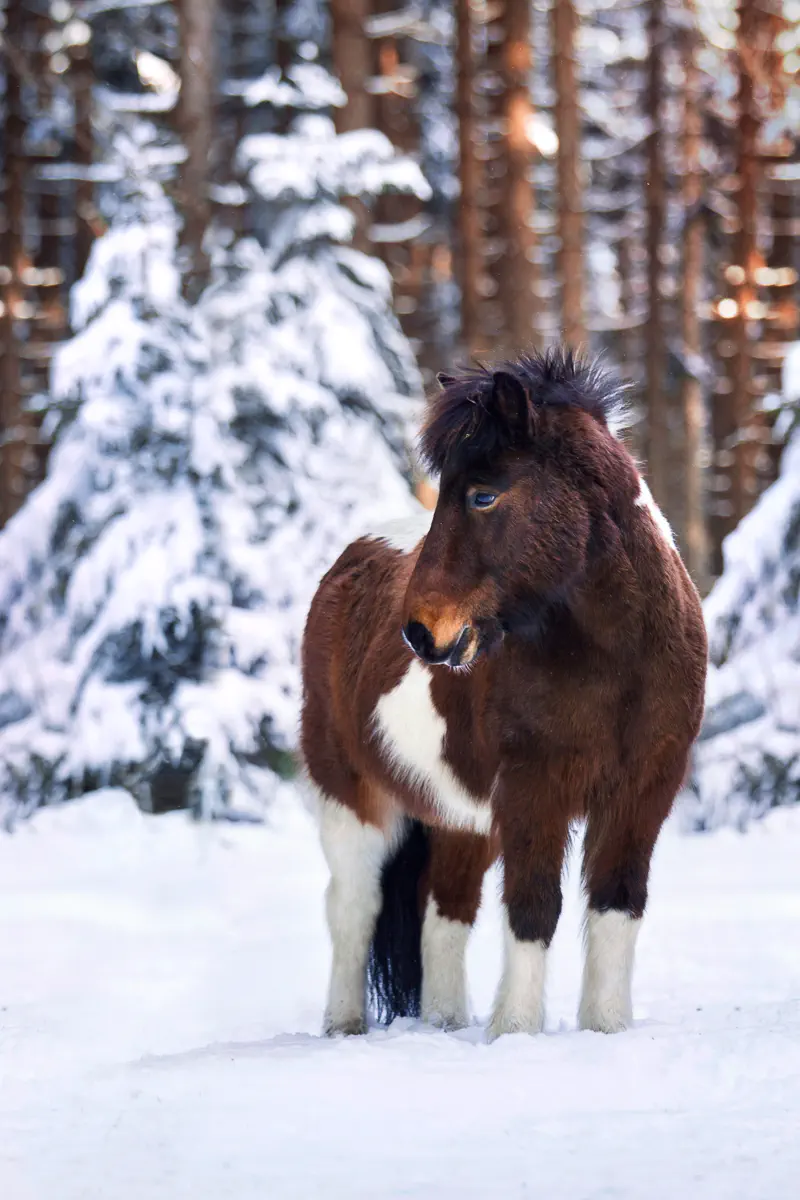 Braunes Islandpferd im schneebedeckten Wald