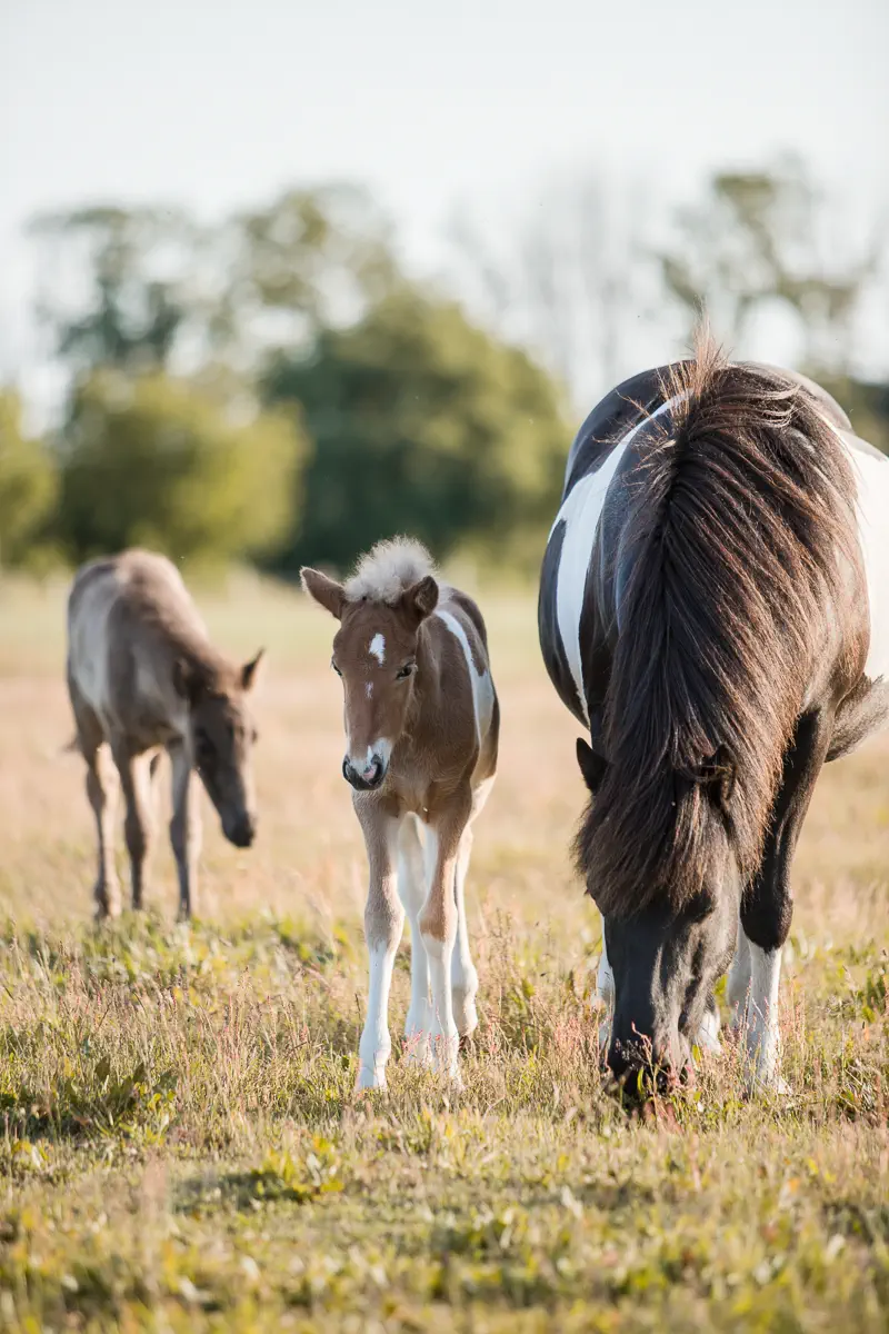 Islandpferd mit Fohlen auf der Weide