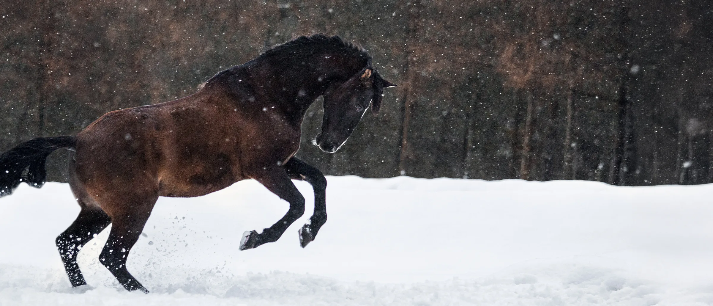 Pferd galoppiert im Schnee